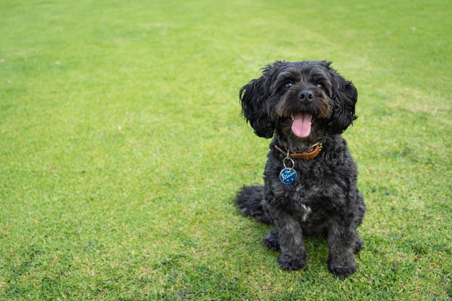 Essential Vaccination Schedules For Growing Puppies