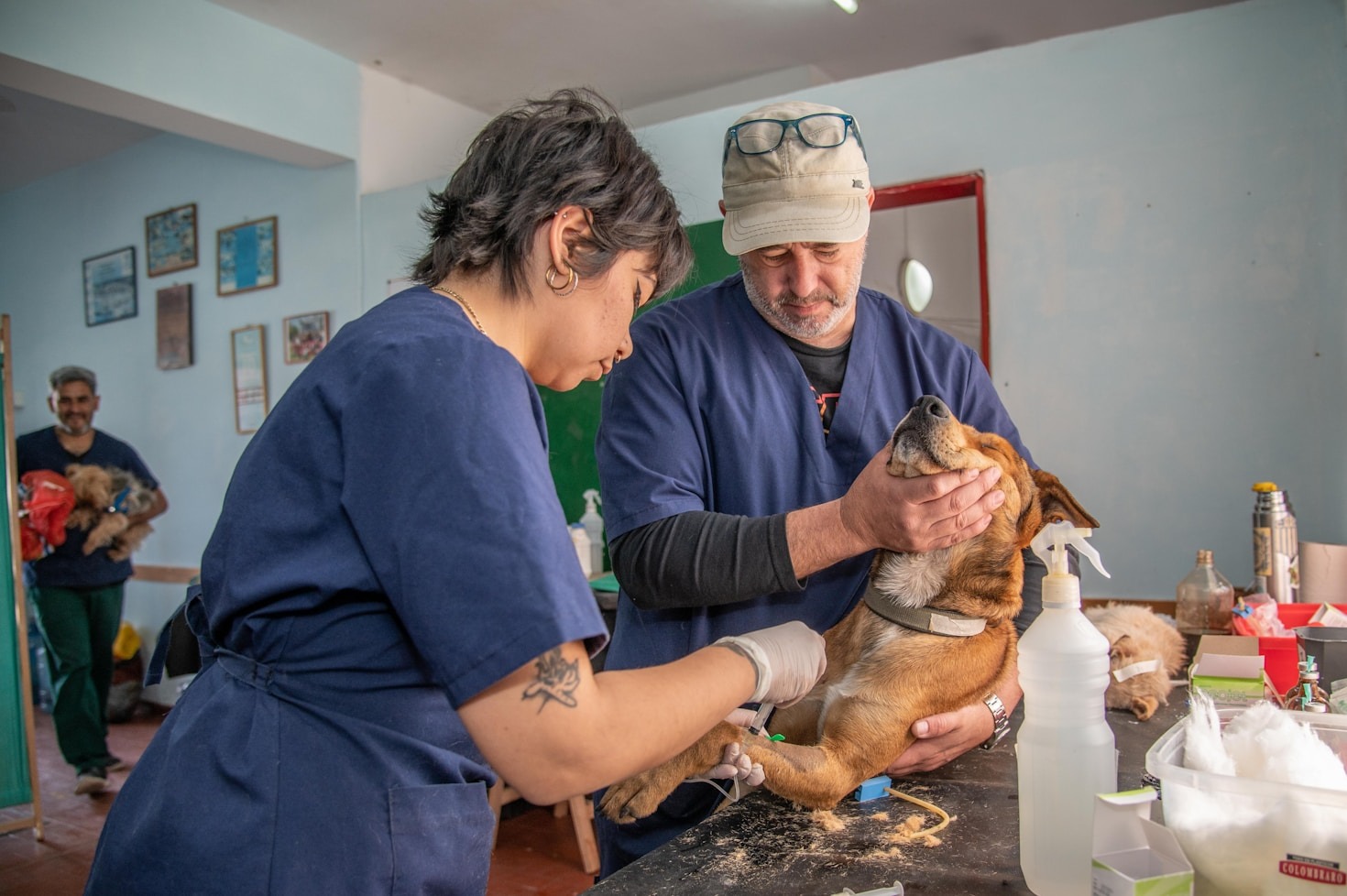 Preparing Your Home For A New Rescue