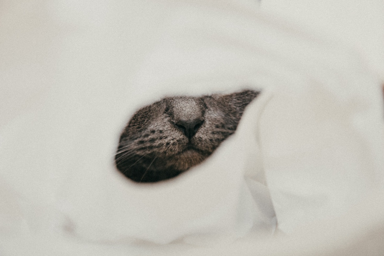 Managing Seasonal Allergies In Your Dogs