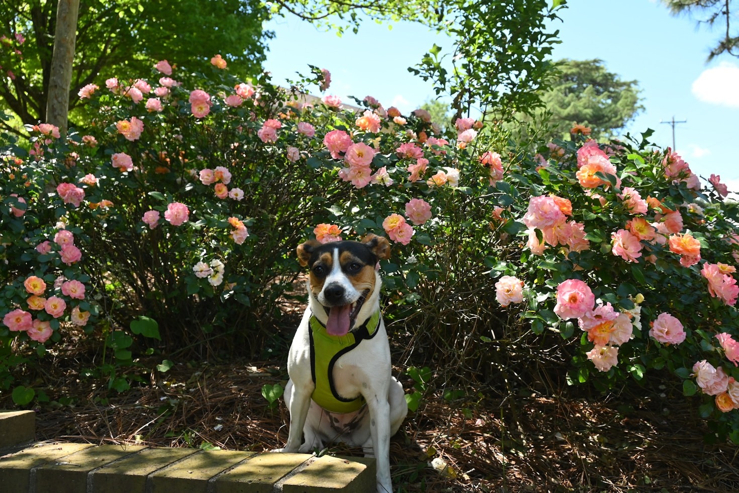 Understanding Common Behavioral Changes In Animals